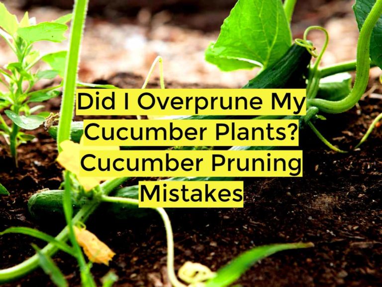 Cucumber Pruning Mistakes