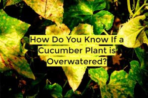 How Do You Know If a Cucumber Plant is Overwatered
