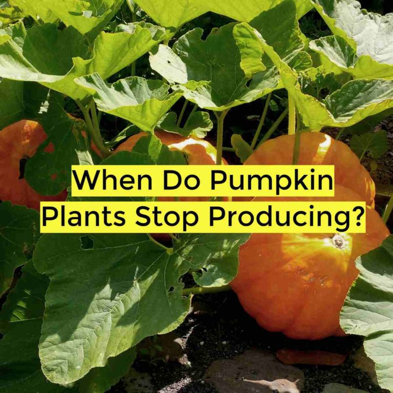 when do pumpkin plants stop producing and why