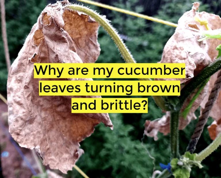 why are my cucumber leaves turning brown and brittle