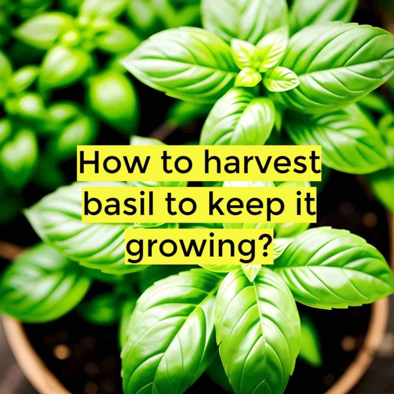 How to harvest basil to keep it growing