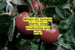 When do tomato plants stop producing and why