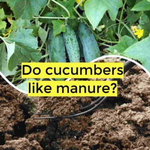do cucumbers like manure