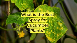 What is the Best Spray for Cucumber Plants