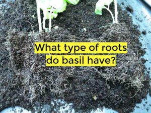 what type of roots do basil have