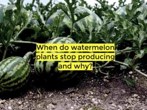 when do watermelon plants stop producing
